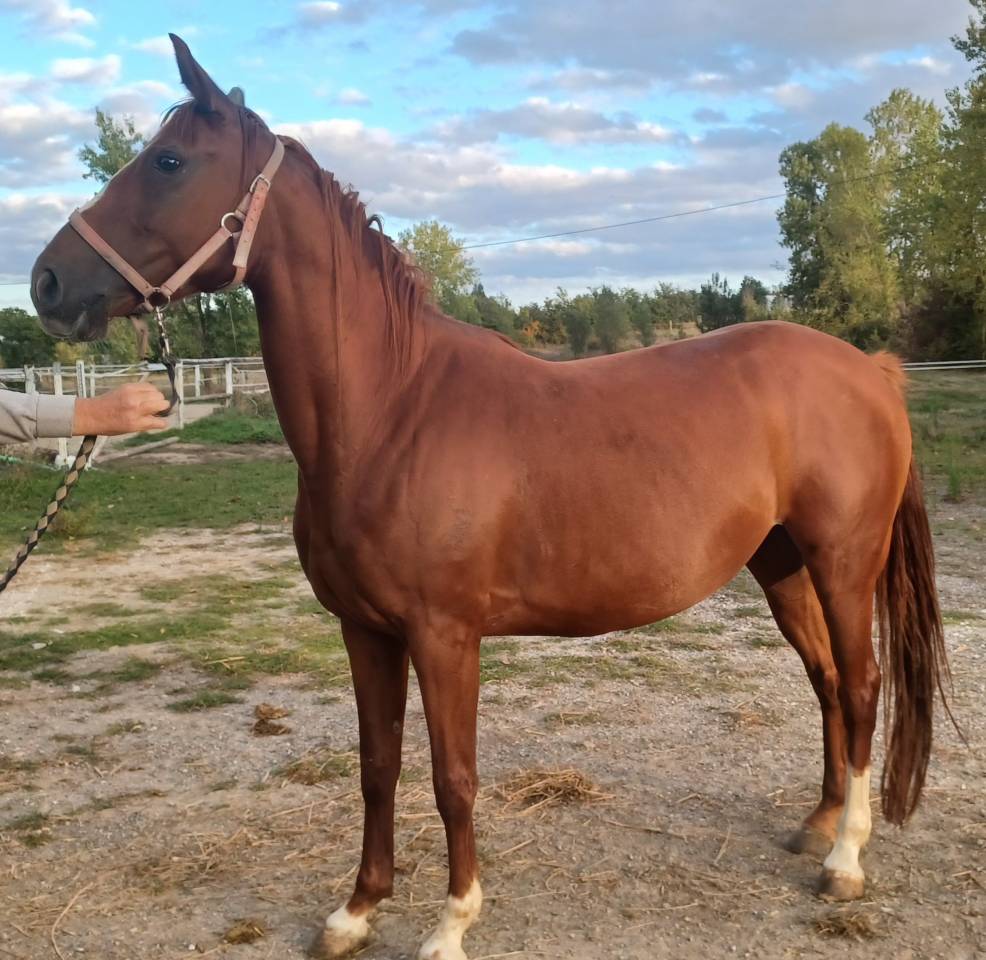 Pur-sang arabe femelle