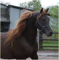 jeune hongre de 6ans 