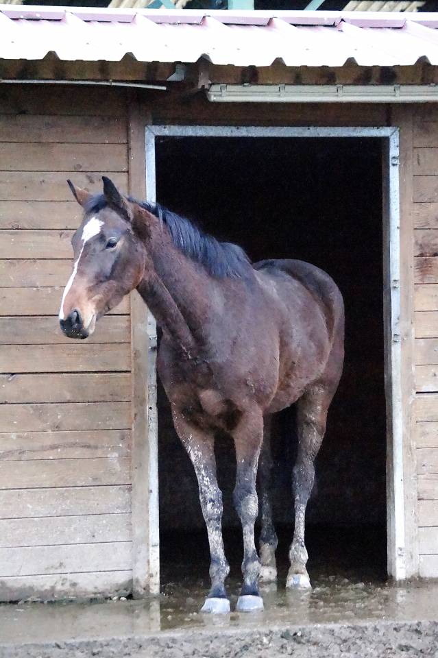 Jument 4 ans AQPS bien dans sa t&ecirc;te 