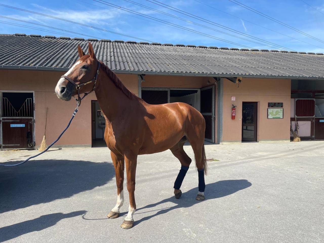 Cheval de sport - jument de 13 ans