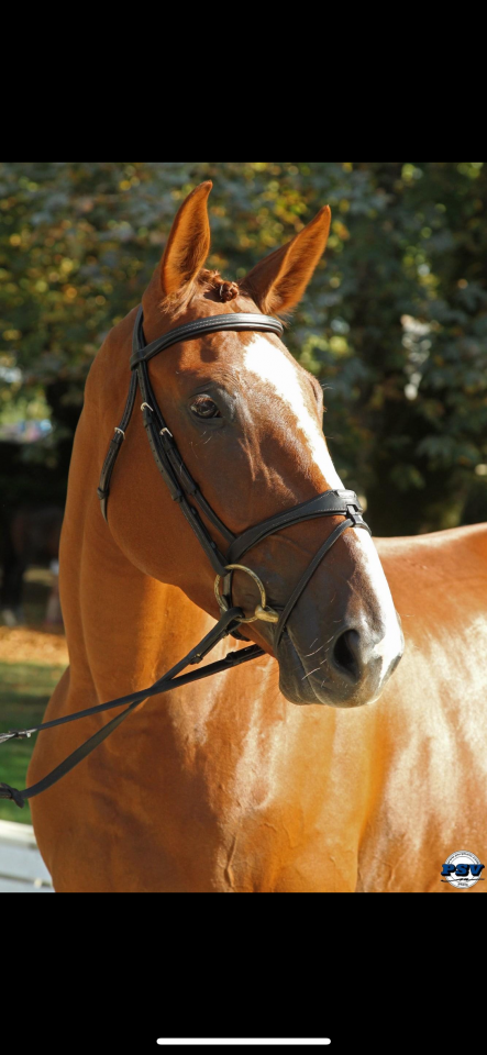 Cheval de sport - jument de 13 ans