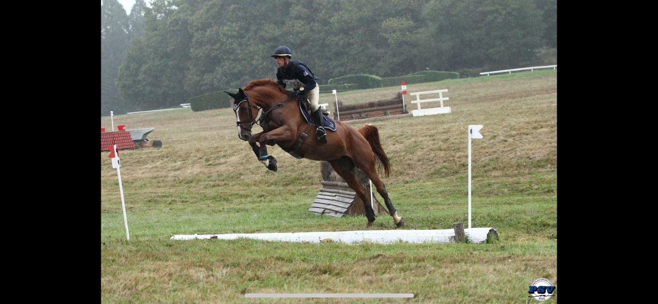 Cheval de sport - jument de 13 ans