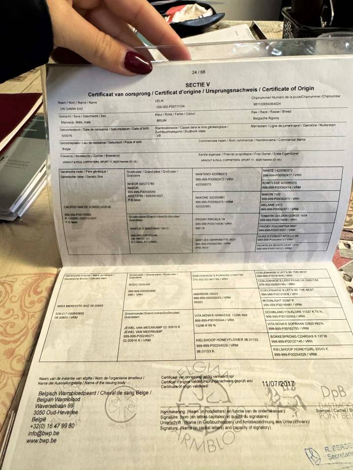 Un Gamin, superbe poney