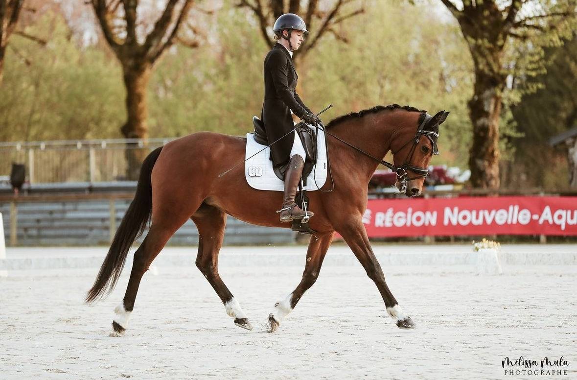 Jument Selle Fran&ccedil;ais par Canabis d&rsquo;Albain