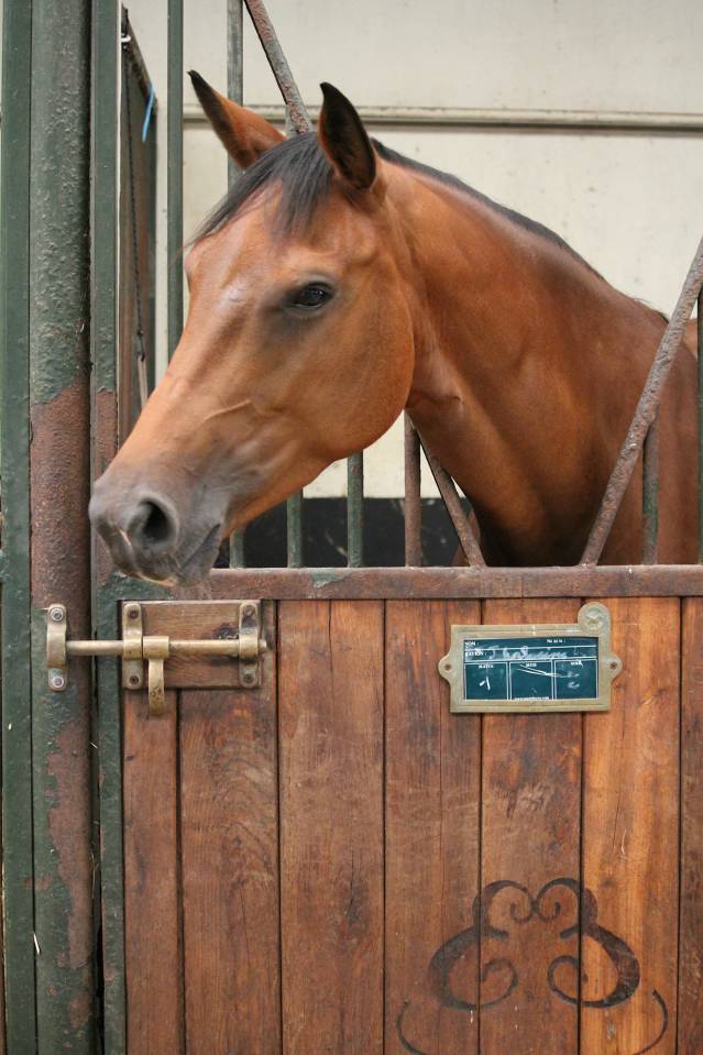 Jument Selle Fran&ccedil;ais par Canabis d&rsquo;Albain