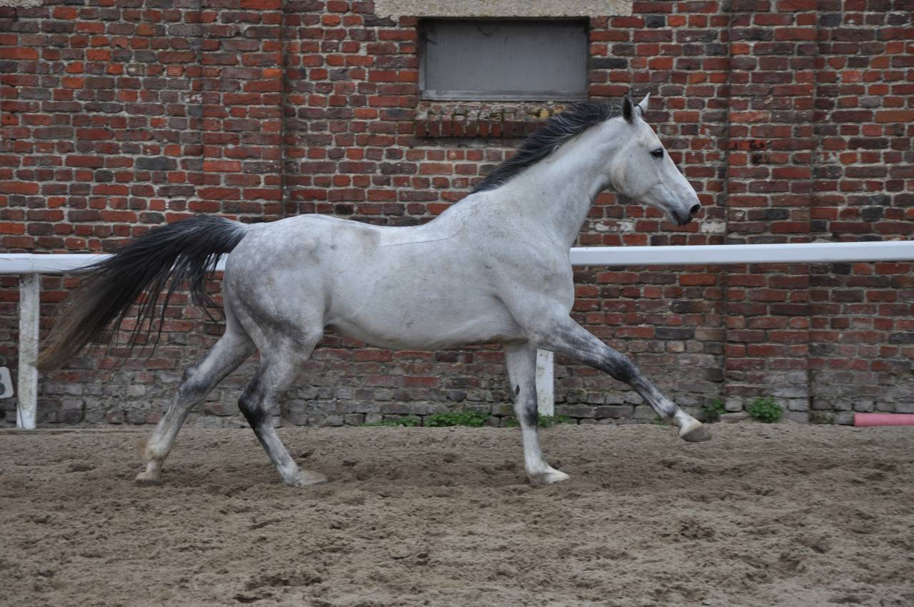 Hongre Selle Fran&ccedil;ais de 10 ans