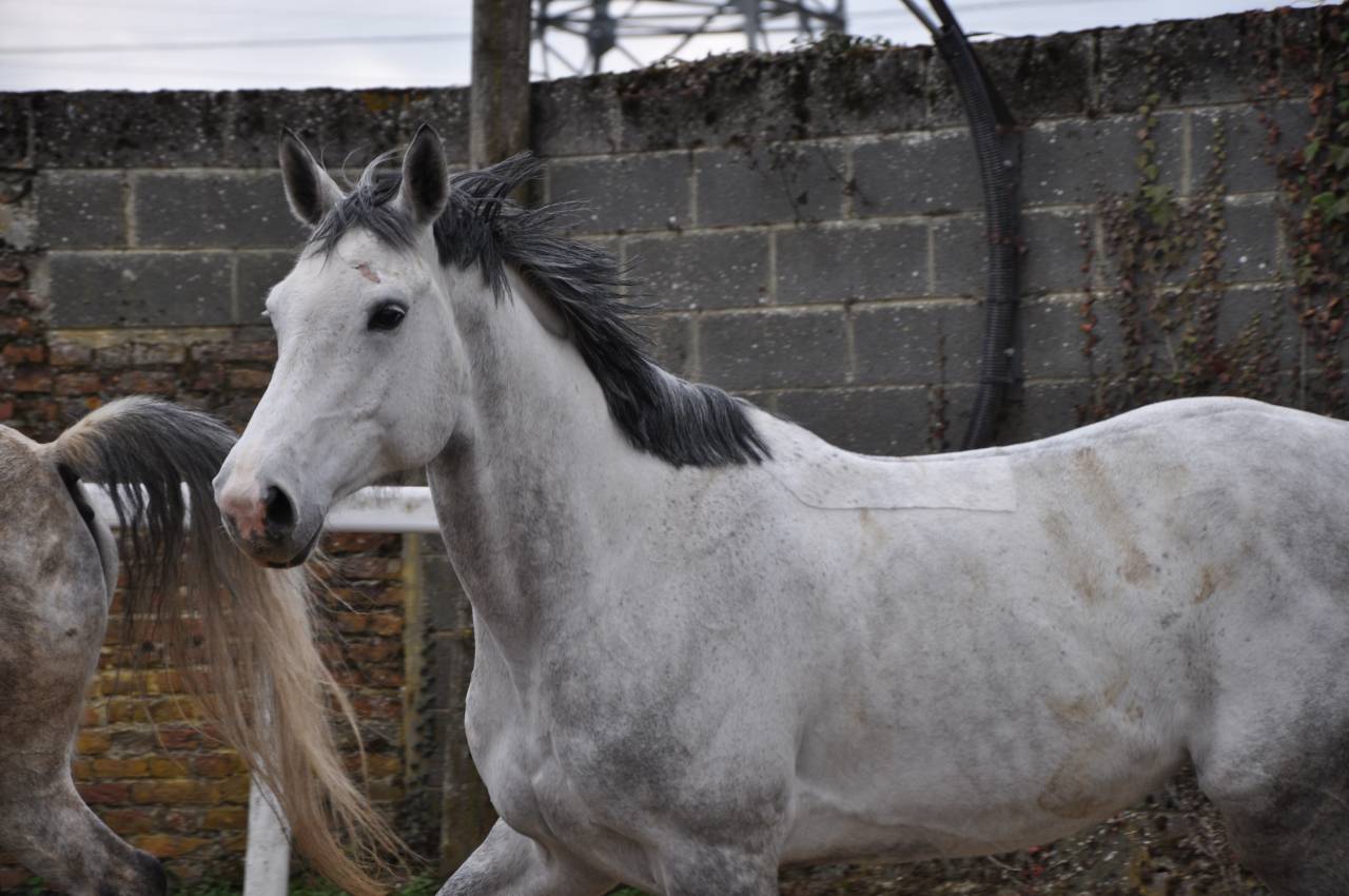 Hongre Selle Fran&ccedil;ais de 10 ans
