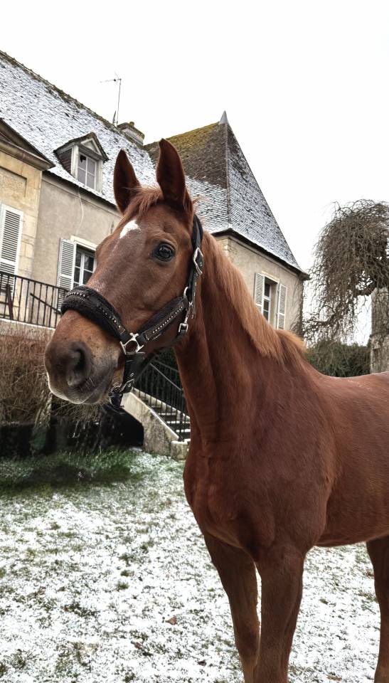 Cheval &agrave; vendre 