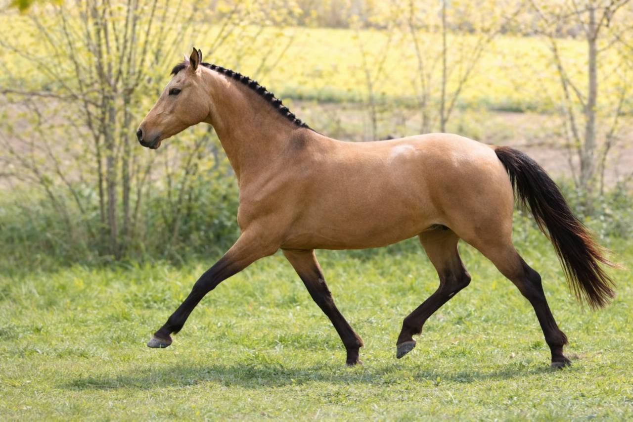 Ponette - 8 ans - par Champion Supr&ecirc;me d'&eacute;t&eacute;- Dressage
