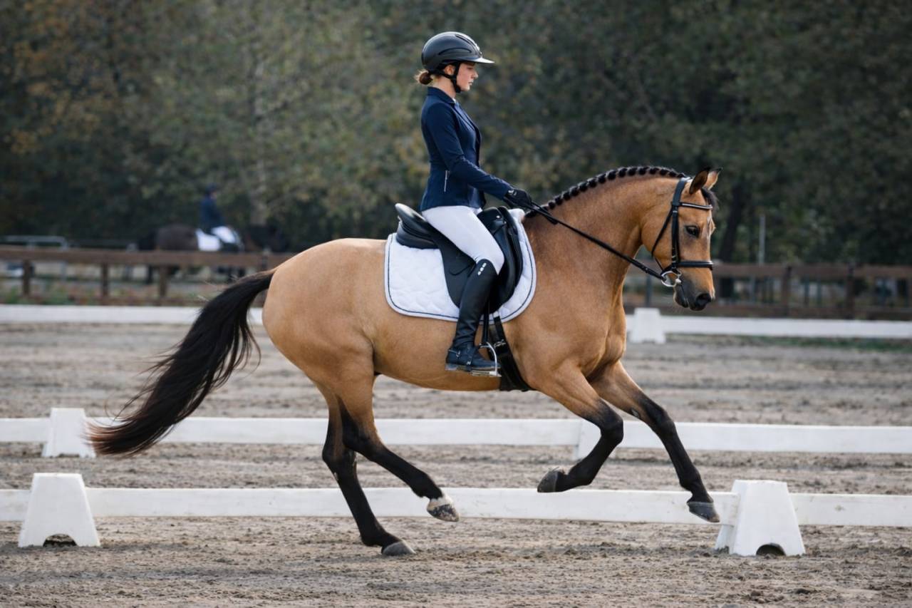 Ponette - 8 ans - par Champion Supr&ecirc;me d'&eacute;t&eacute;- Dressage