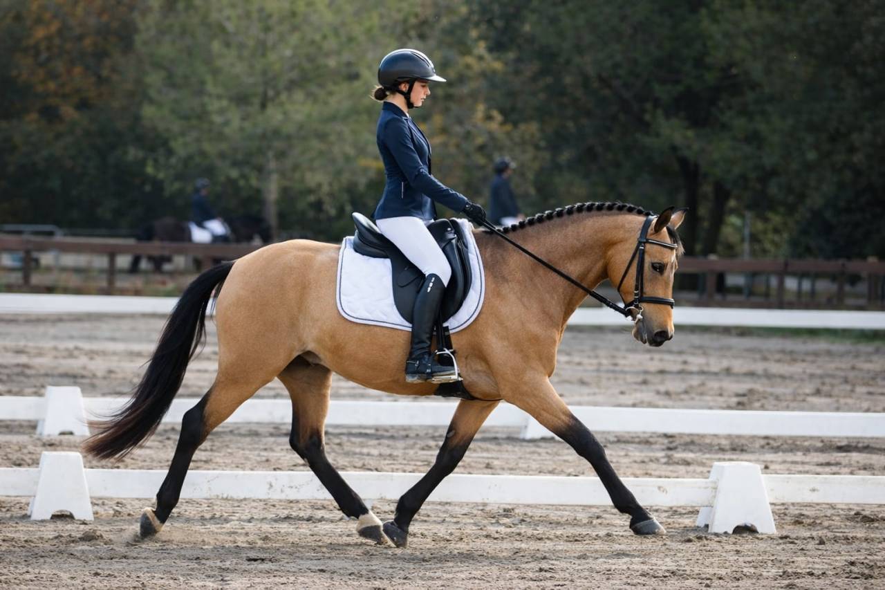 Ponette - 8 ans - par Champion Supr&ecirc;me d'&eacute;t&eacute;- Dressage