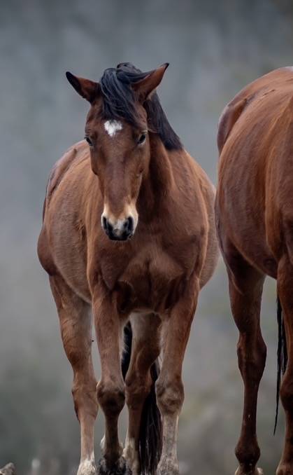 LINKIN PARK DU MEIX Hongre 5 ans &ndash; 1,63 m