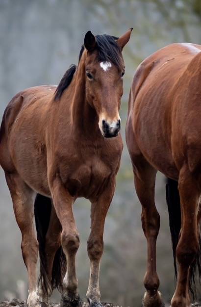 LINKIN PARK DU MEIX Hongre 5 ans &ndash; 1,63 m