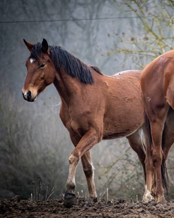 LINKIN PARK DU MEIX Hongre 5 ans &ndash; 1,63 m
