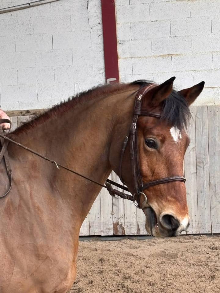 LINKIN PARK DU MEIX Hongre 5 ans &ndash; 1,63 m