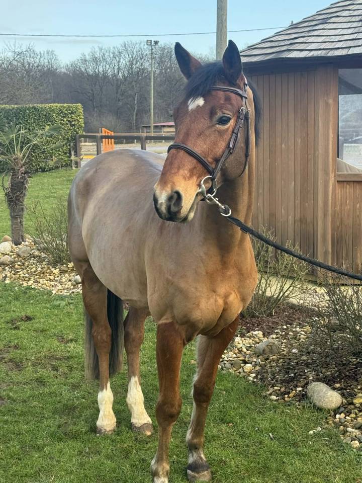 LINKIN PARK DU MEIX Hongre 5 ans &ndash; 1,63 m