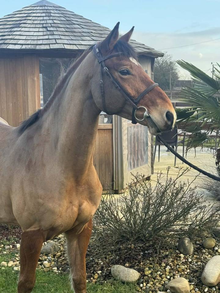 LINKIN PARK DU MEIX Hongre 5 ans &ndash; 1,63 m