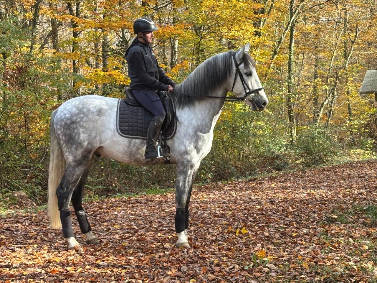 Hongre -Prestigieuses Lign&eacute;es PRE - 6 ans - dressage