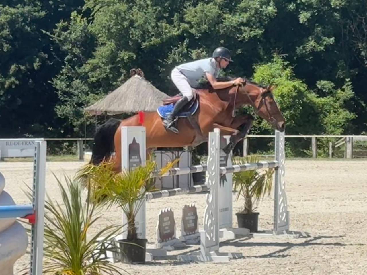 A VENDRE HONGRE SF 11ANS