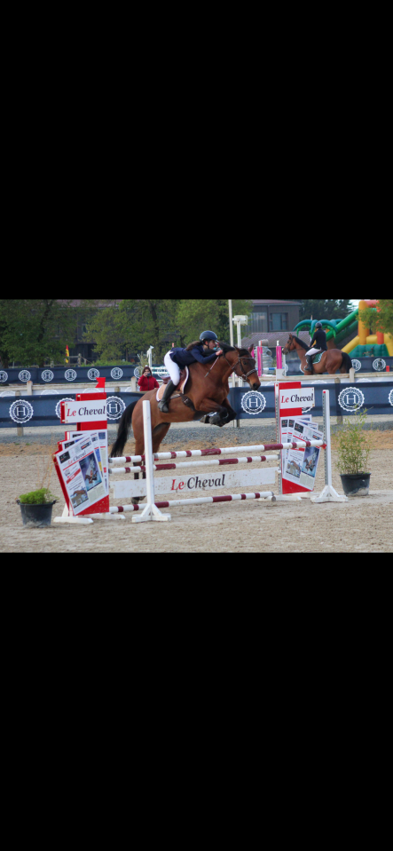 hongre &agrave; vendre 