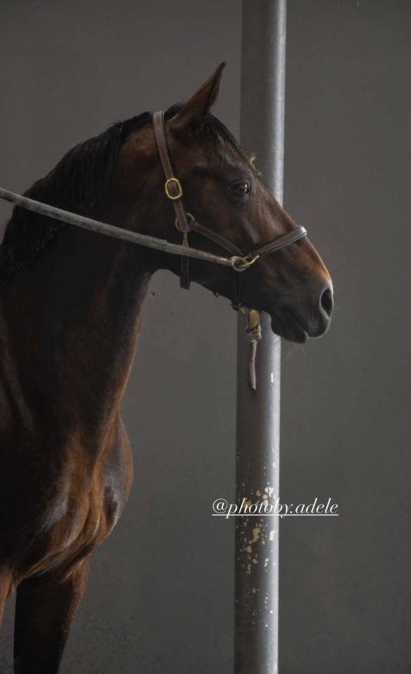 &Agrave; confier en DP ou en pension compl&egrave;te ou &agrave; vendre