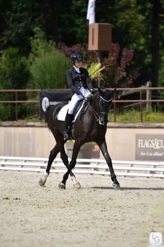 Hongre- Selle Fran&ccedil;ais - 14 ans - Dressage - France