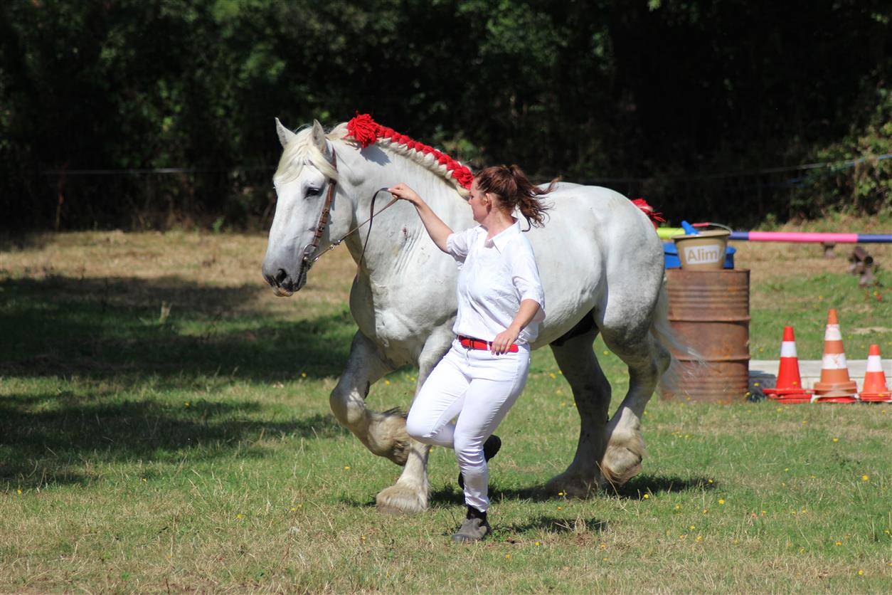 vend &eacute;talon percheron 