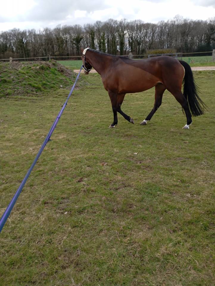 A vendre jument selle fran&ccedil;ais 4 ans