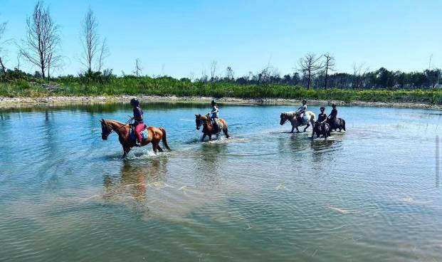 Ecurie de propri&eacute;taire 