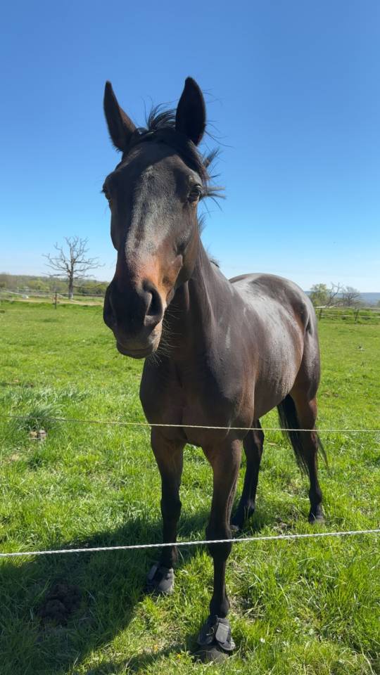 Hongre aqps de 6 ans