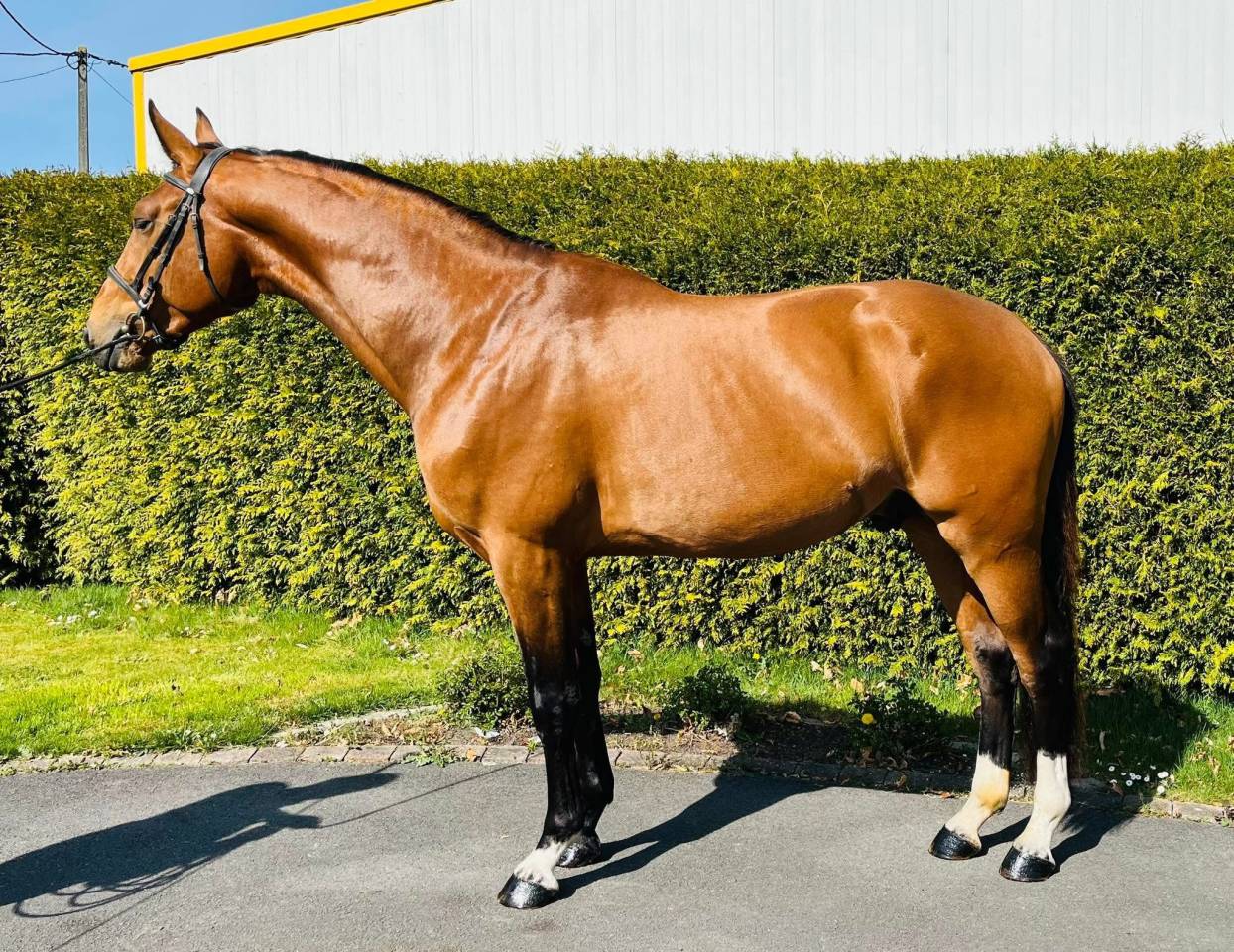 Hongre 4 ans Diamant x Kannan 