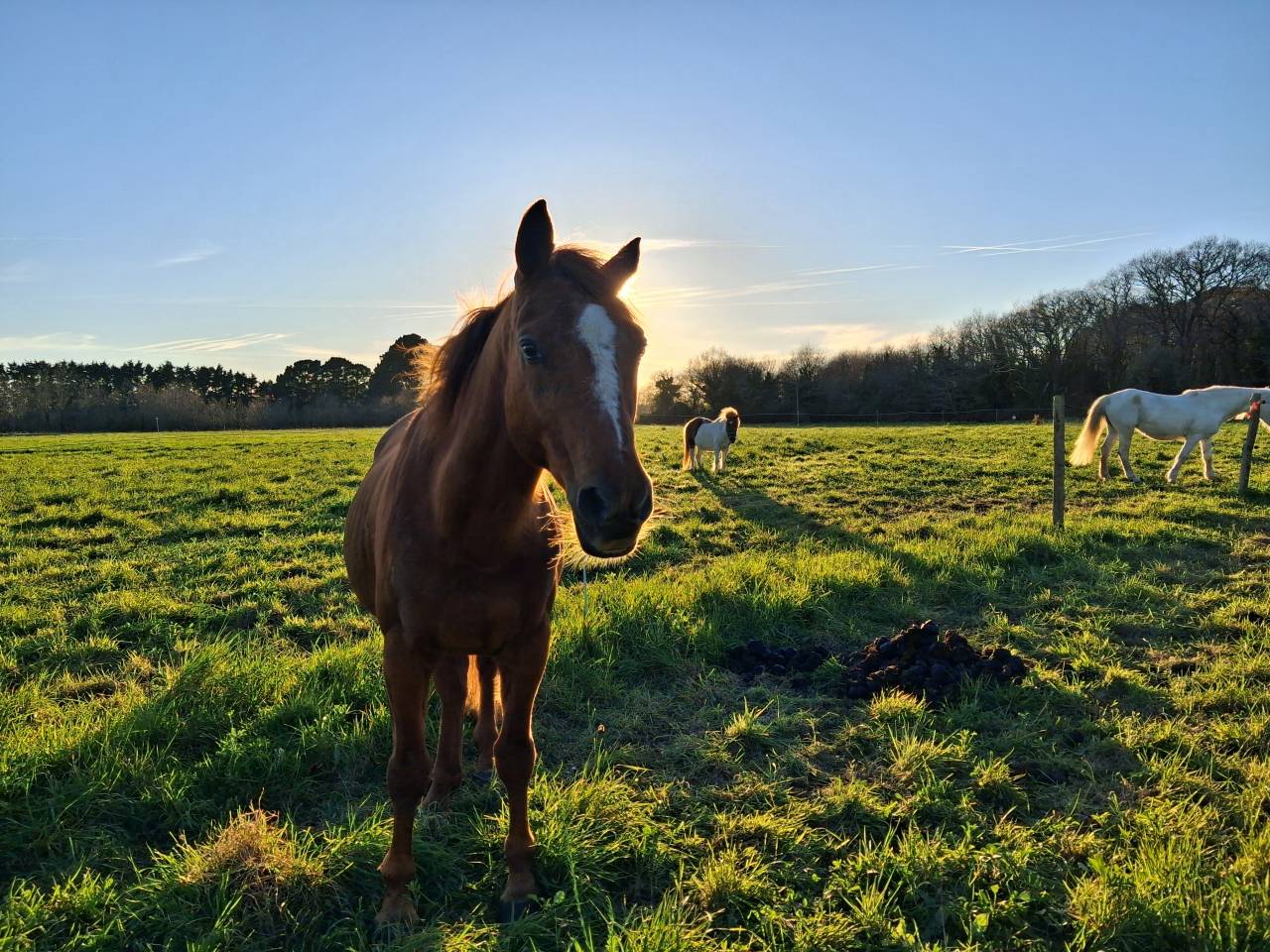 Pension pr&eacute; cheval - Plobannalec-Lesconil (Finist&egrave;re sud - 29)