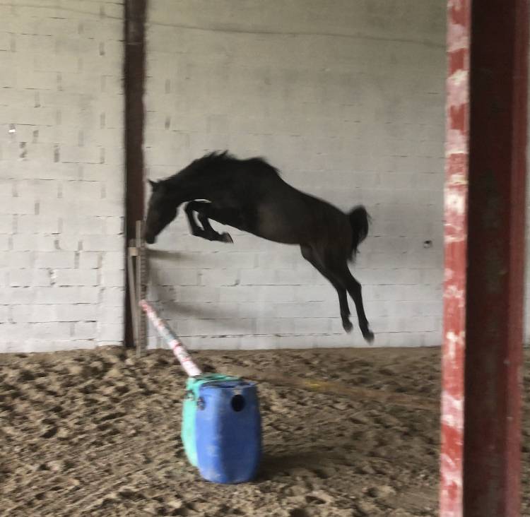 Entier 2 ans Checkter x Centurio 