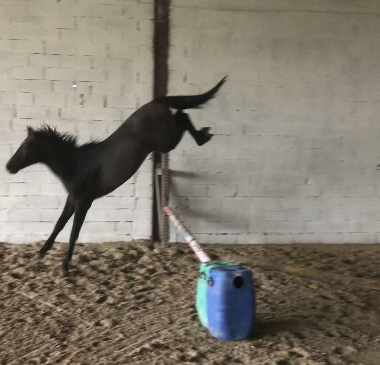 Entier 2 ans Checkter x Centurio 