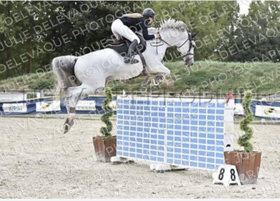 Jument SBS de 12 ans 