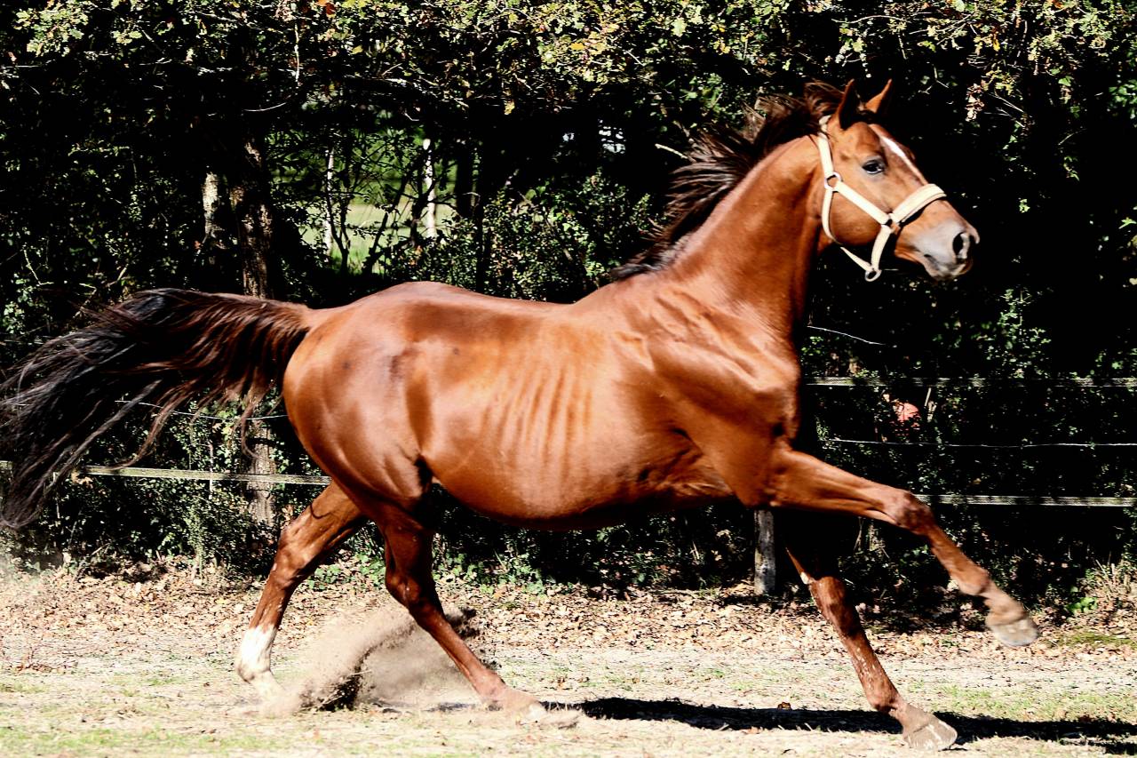 Magnifique &eacute;talon Zangersheide agr&eacute;&eacute; 