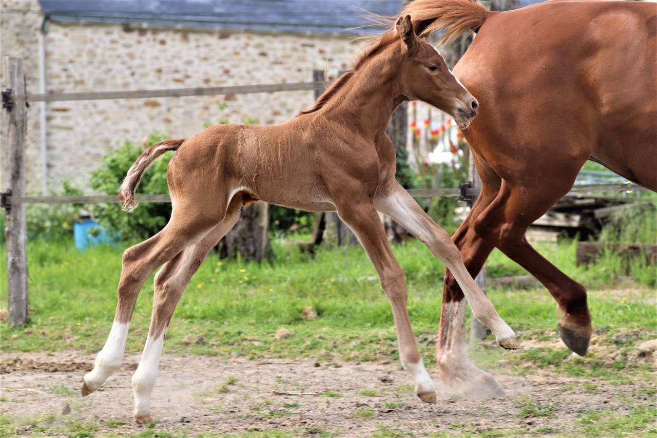 Magnifique &eacute;talon Zangersheide agr&eacute;&eacute; 