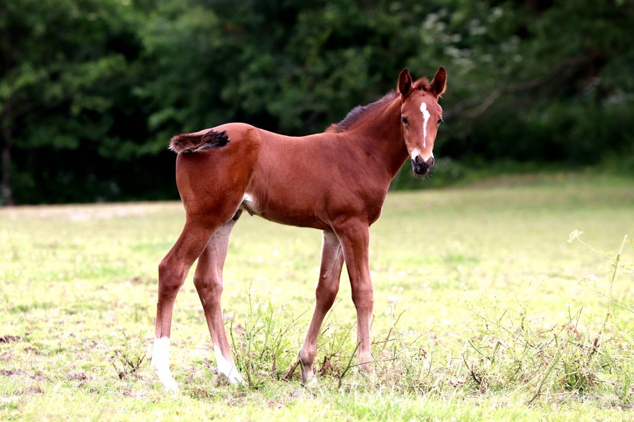 Magnifique &eacute;talon Zangersheide agr&eacute;&eacute; 
