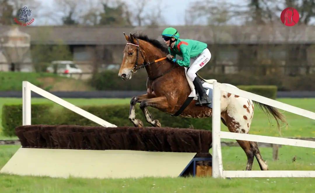 VEND CHEVAL BIEN MIS IDEAL CCE