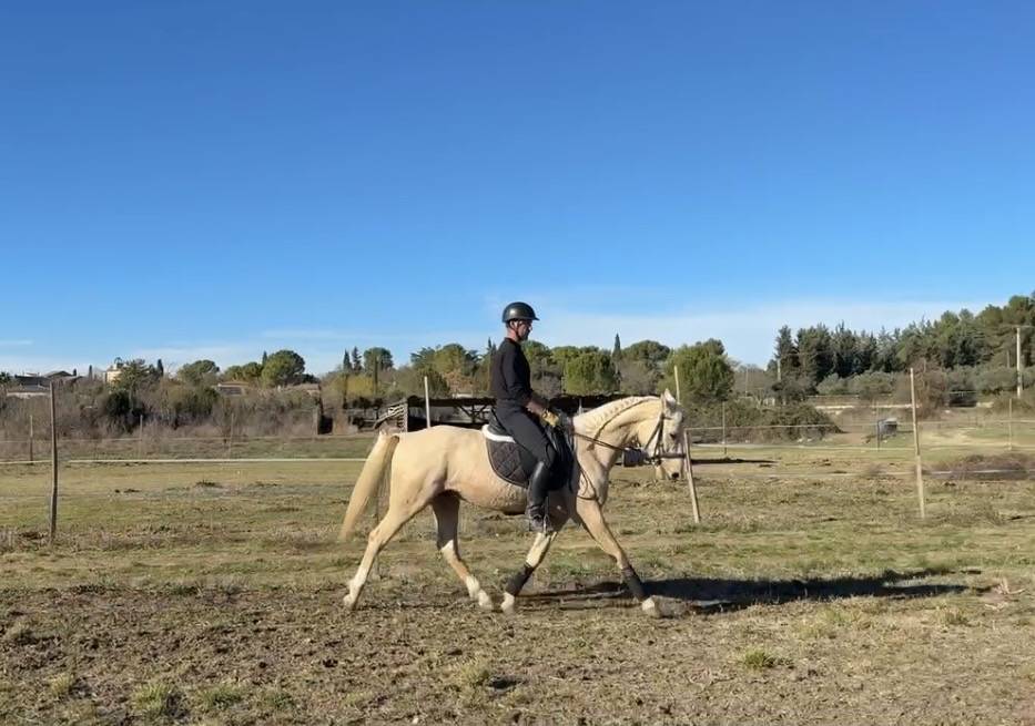 Cheval ib&eacute;rique 