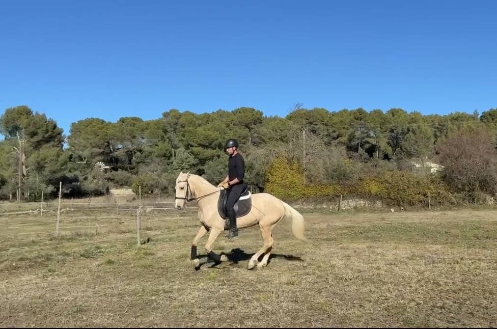 Cheval ib&eacute;rique 