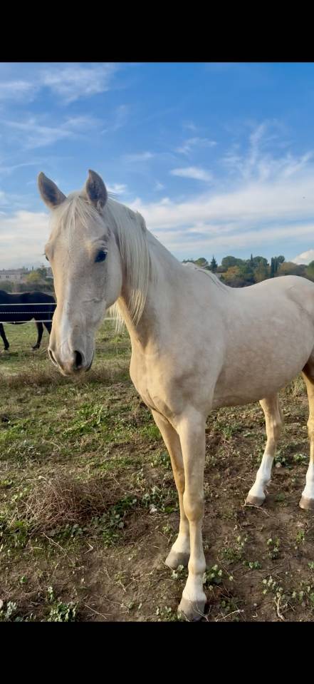 Cheval ib&eacute;rique 