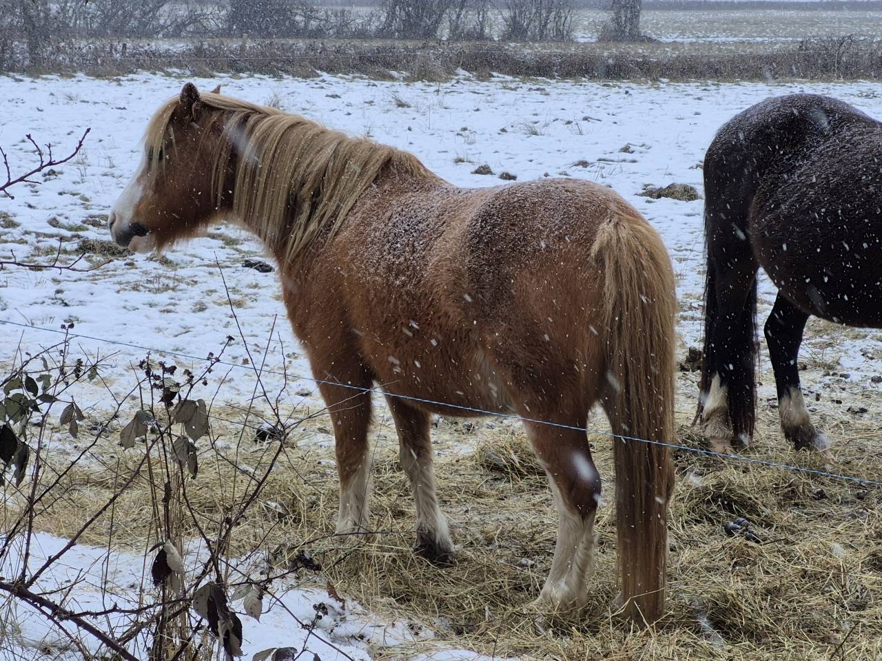 Ponette WA pleine de Golbury des Bertaines ipo138 