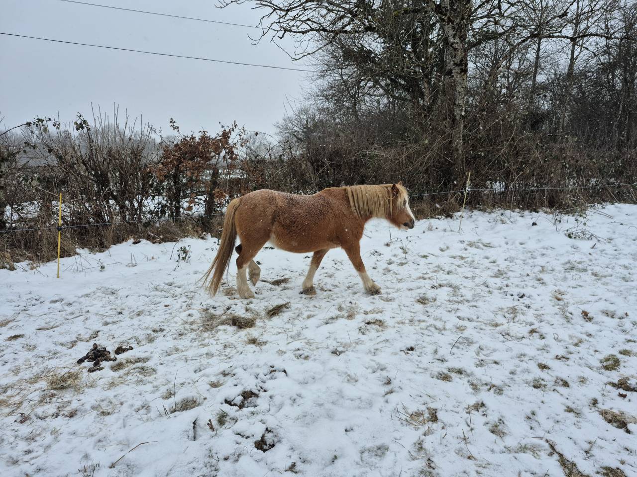 Ponette WA pleine de Golbury des Bertaines ipo138 