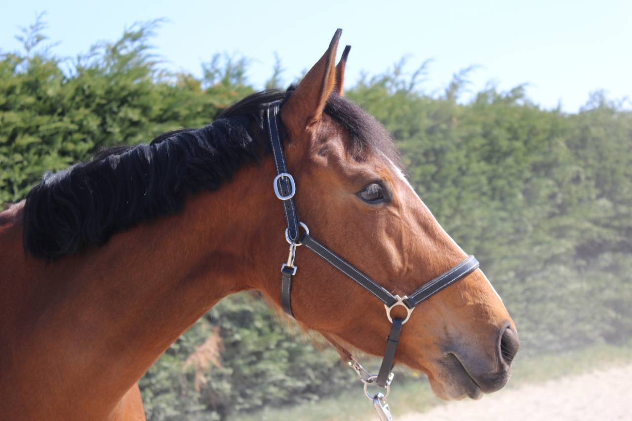 Jument &agrave; confier pour repro 