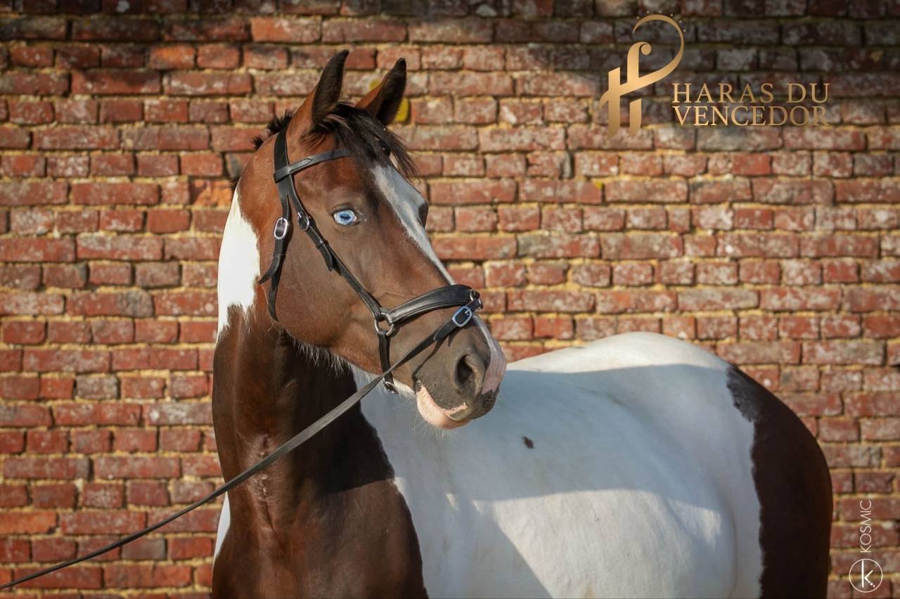 Poulini&egrave;re Oldenbourg Tobiano