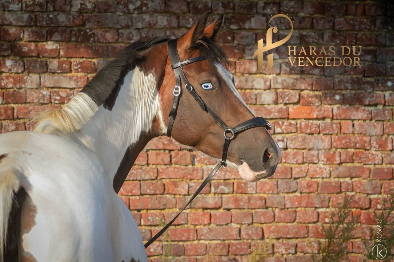 Poulini&egrave;re Oldenbourg Tobiano