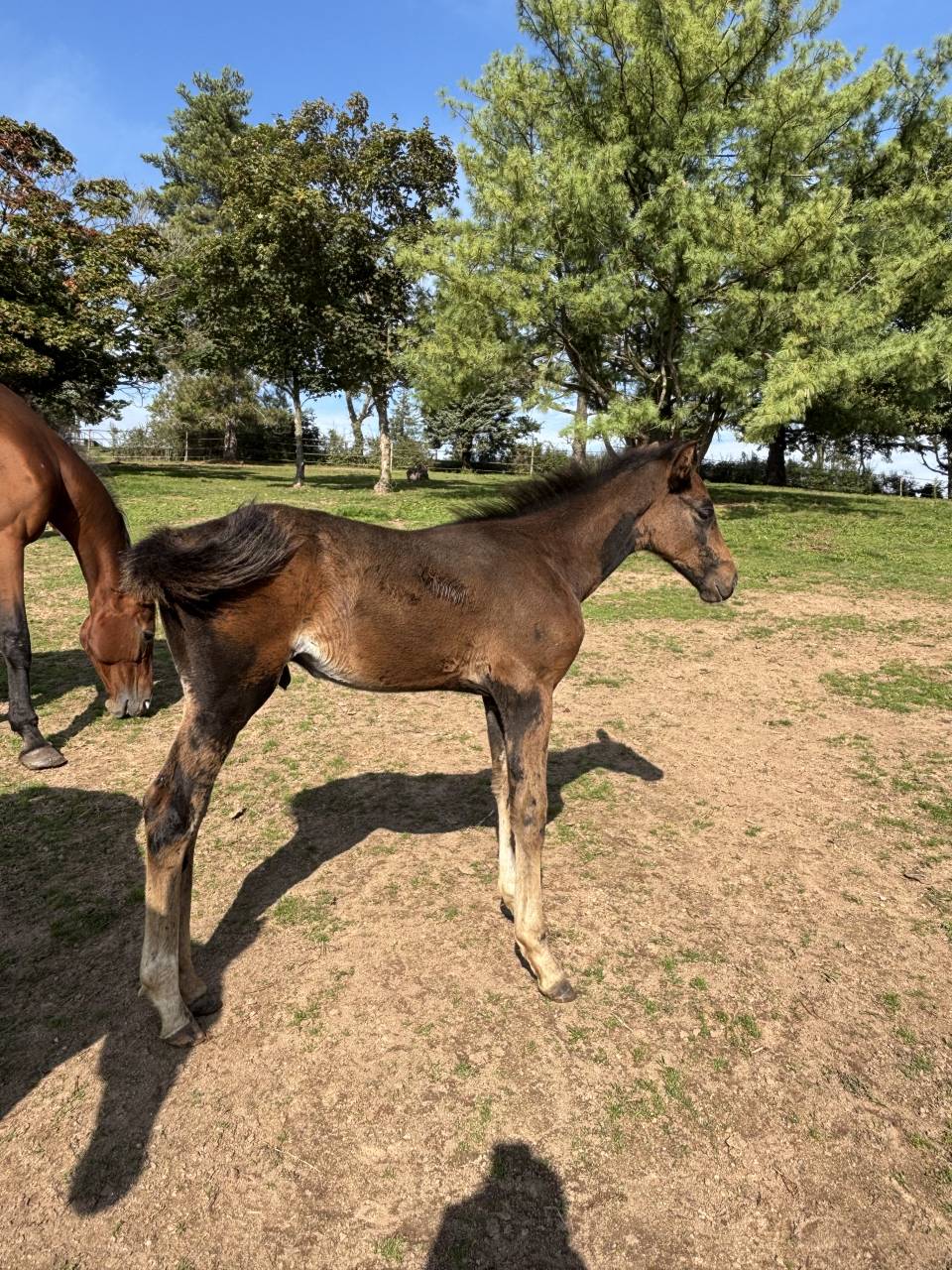 Poulain 2025 selle fran&ccedil;ais