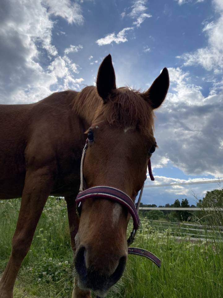 Petit cheval au grand coeur