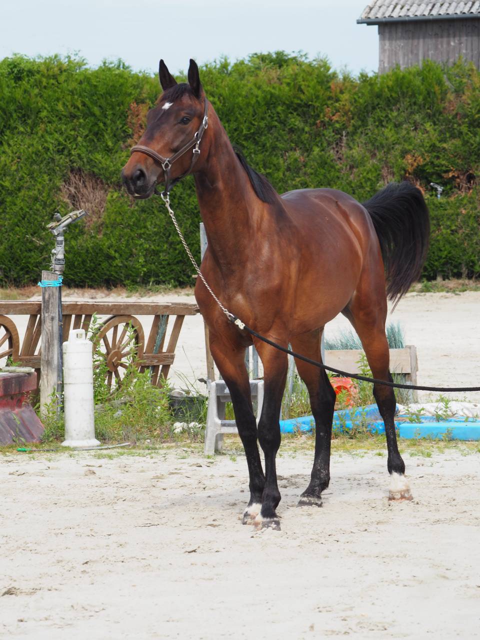 Jument 5 ans fille de m&egrave;re performante 135